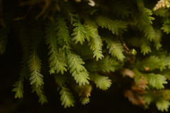 Fissidens osmundioides