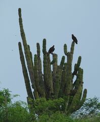 Pachycereus pringlei
