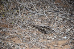 Caprimulgus madagascariensis