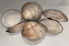 Periglypta multicostata