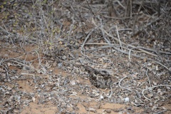 Caprimulgus madagascariensis