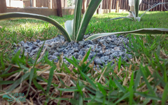 Asparagaceae