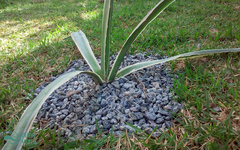Asparagaceae
