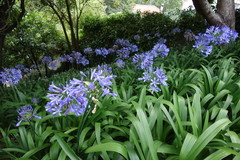 Agapanthus praecox