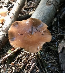 Cerioporus leptocephalus