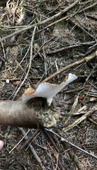 Cerioporus leptocephalus