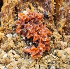 Ascocoryne sarcoides