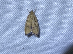 Psilocorsis quercicella