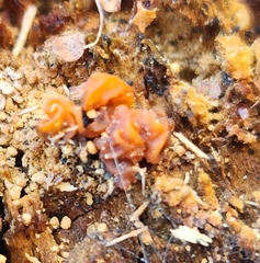 Ascocoryne sarcoides