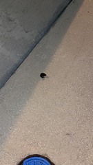 Acris gryllus dorsalis