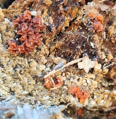 Ascocoryne sarcoides