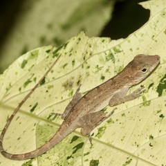 Anolis