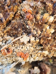 Ascocoryne sarcoides