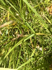 Carex squarrosa