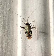 Phytocoris tiliae