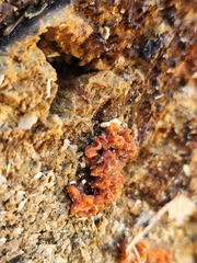 Ascocoryne sarcoides