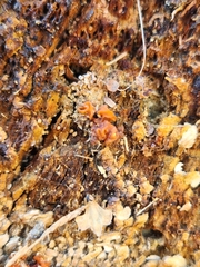 Ascocoryne sarcoides