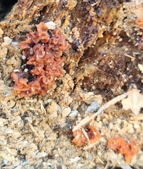 Ascocoryne sarcoides