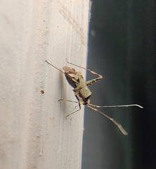 Phytocoris tiliae
