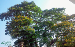 Cenostigma pluviosum