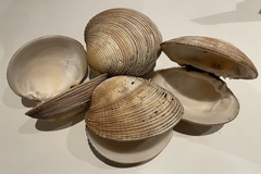 Periglypta multicostata