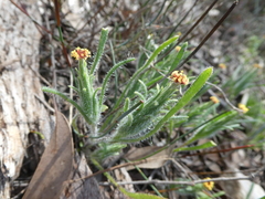 Podotheca angustifolia