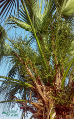 Arecaceae