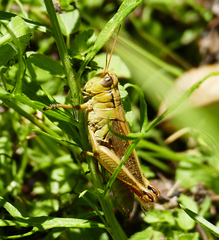 Melanoplus yarrowii