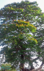 Cenostigma pluviosum