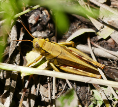 Melanoplus yarrowii