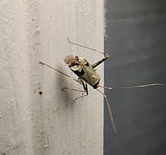 Phytocoris tiliae