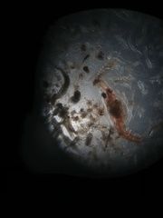 Pleocyemata