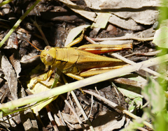 Melanoplus yarrowii