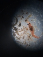 Pleocyemata