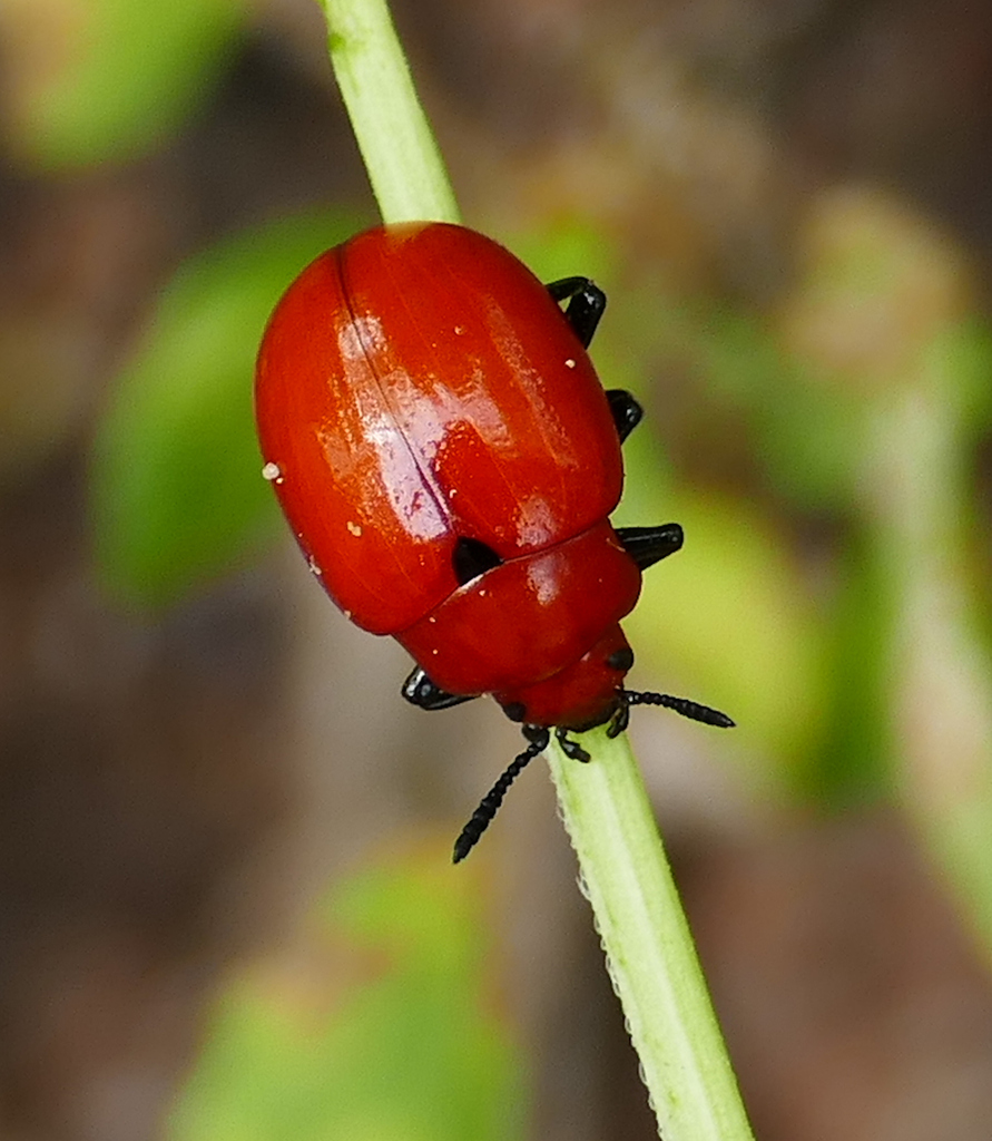 Reddish Potato Beetle