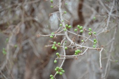 Commiphora