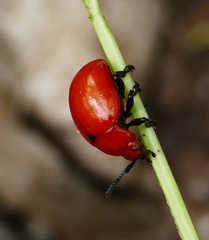 Leptinotarsa rubiginosa