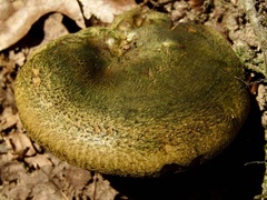 Lactarius atroviridis