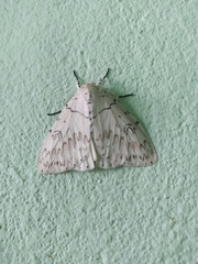 Psilochira lineata
