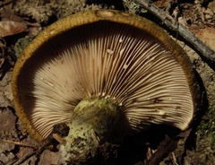 Lactarius atroviridis
