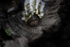 Megalopyge defoliata