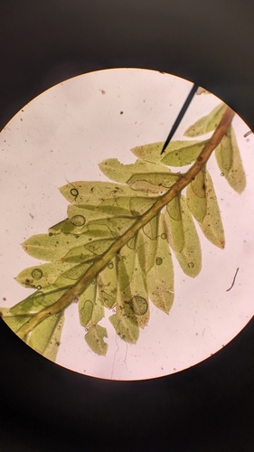 Image of Fissidens osmundioides by no rights reserved