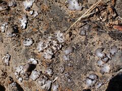 Dermatocarpon miniatum