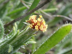 Podotheca angustifolia