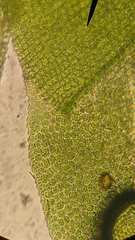 Fissidens osmundioides