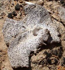 Dermatocarpon miniatum