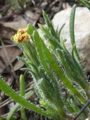 Podotheca angustifolia