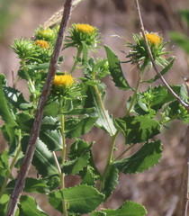 Grindelia nuda