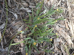 Podotheca angustifolia