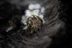 Megalopyge defoliata